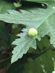 Insecta