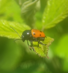 Cryptocephalus trimaculatus