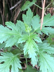 Asteroideae