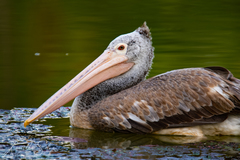 Pelecanus philippensis