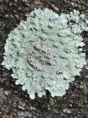 Parmelioideae