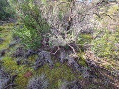 Eriochilus collinus sericeus