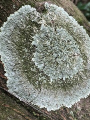 Parmelioideae
