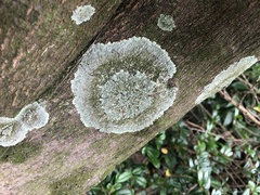 Parmelioideae
