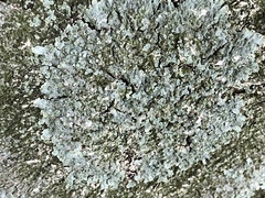 Parmelioideae