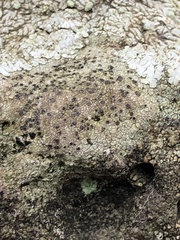 Fungi