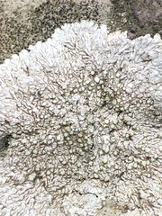 Fungi