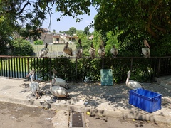 Pelecanus philippensis