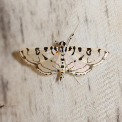 Conchylodes arcifera