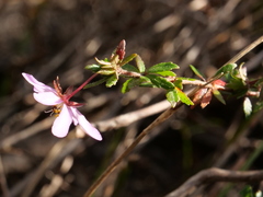 Tetratheca rubioides
