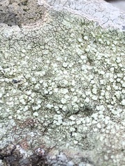 Fungi