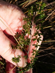 Tetratheca rubioides