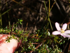 Tetratheca rubioides