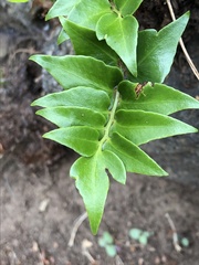 Cyrtomium falcatum