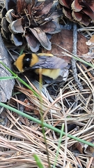 Bombus fragrans
