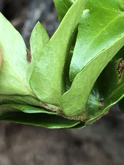 Cyrtomium falcatum