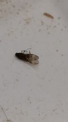 Sylvicola neozelandicus