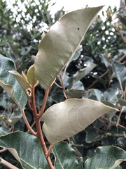 Elaeagnus