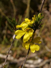 Hibbertia cistiflora