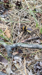 Bombus fragrans