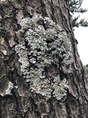 Fungi