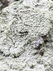 Fungi