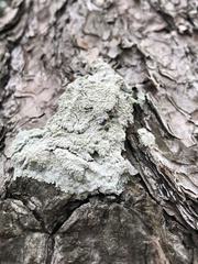Fungi