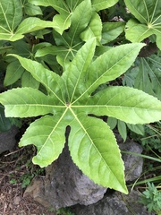 Fatsia