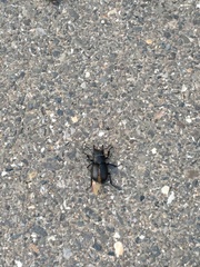 Lucanus ibericus