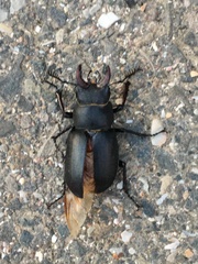 Lucanus ibericus