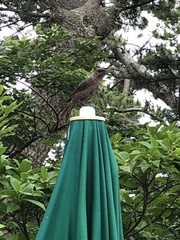 Monticola solitarius