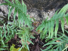 Pteris vittata