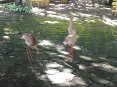 Cariama cristata