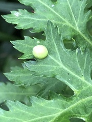 Insecta