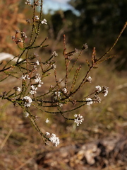 Leucopogon microphyllus