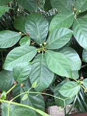 Ficus