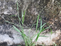 Poaceae