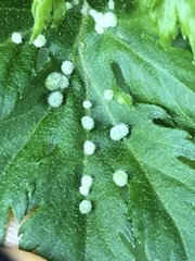 Insecta