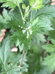 Insecta