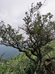 Osmanthus heterophyllus