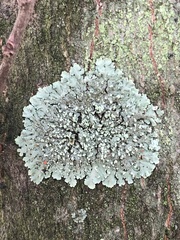Fungi