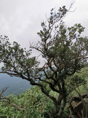 Osmanthus heterophyllus