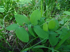 Vicia unijuga
