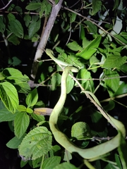 Craspedocephalus gramineus