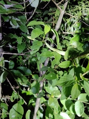 Craspedocephalus gramineus