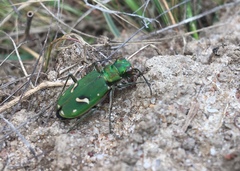 Cicindela ohlone