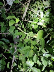 Craspedocephalus gramineus