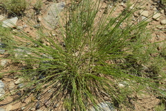 Stipa krylovii