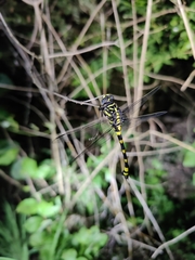Ictinogomphus rapax