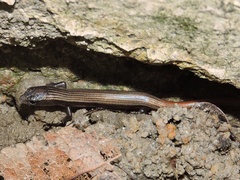 Riopa albopunctata